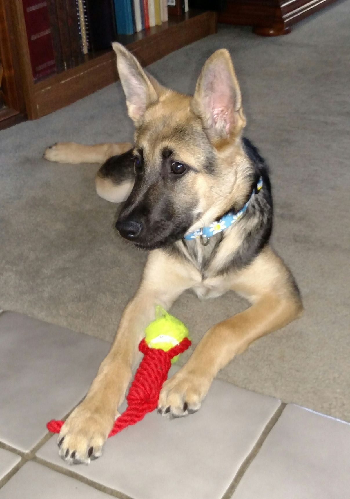 Pic of the Litter: Sadie
